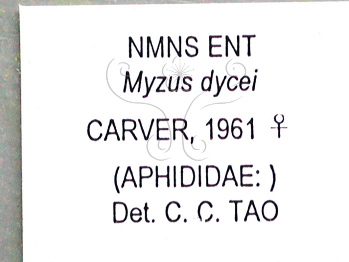 中文名:蕁麻蚜(1937-221)學名:Myzus dycei Carver, 1961(1937-221)
