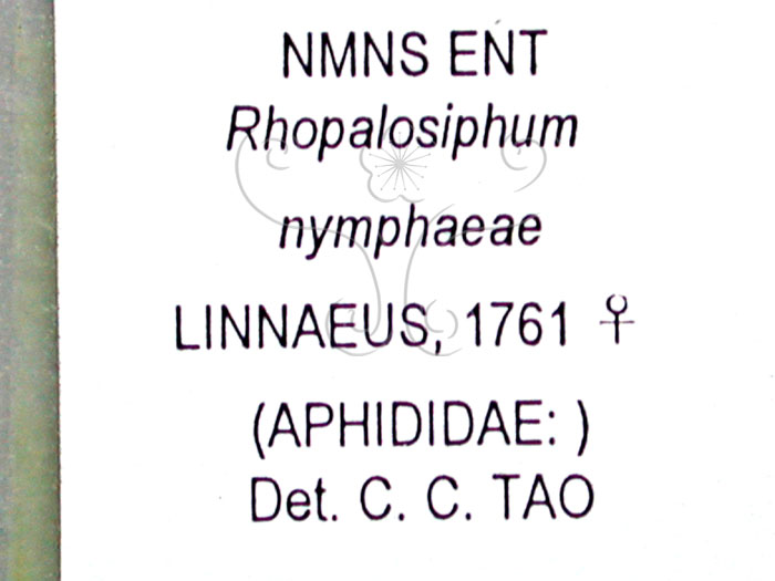 中文名:蓮薇蚜(1937-281)學名:Rhopalosiphum nymphaeae (Linnaeus, 1761)(1937-281)英文名:waterlily aphid