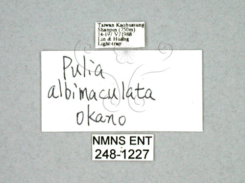 中文名:蕈紋埔舟蛾(248-1227)學名:Pulia albimaculata (Okano, 1958)(248-1227)中文別名:白菇舟蛾