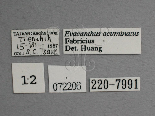 中文名:褐帶橫脊葉蟬(220-7991)學名:Evacanthus acuminatus (Fabricius, 1794)(220-7991)
