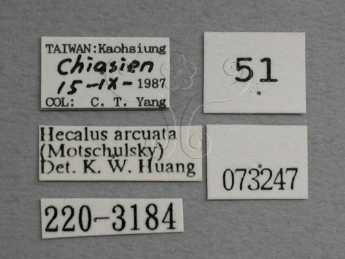 中文名:紅帶鏟頭葉蟬(220-3184)學名:Hecalus arcuatus (Motschulsky, 1859)(220-3184)