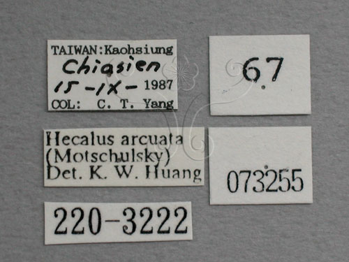 中文名:紅帶鏟頭葉蟬(220-3222)學名:Hecalus arcuatus (Motschulsky, 1859)(220-3222)