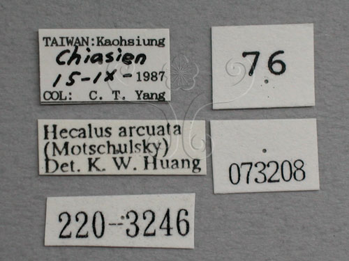 中文名:紅帶鏟頭葉蟬(220-3246)學名:Hecalus arcuatus (Motschulsky, 1859)(220-3246)
