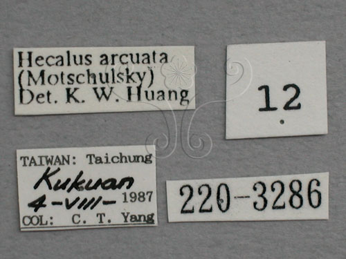 中文名:紅帶鏟頭葉蟬(220-3286)學名:Hecalus arcuatus (Motschulsky, 1859)(220-3286)