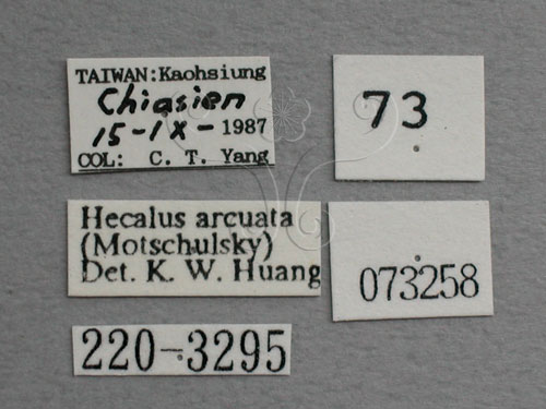 中文名:紅帶鏟頭葉蟬(220-3295)學名:Hecalus arcuatus (Motschulsky, 1859)(220-3295)