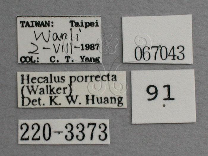 中文名:橙帶鏟頭葉蟬(220-3373)學名:Hecalus porrectus (Walker, 1858)(220-3373)