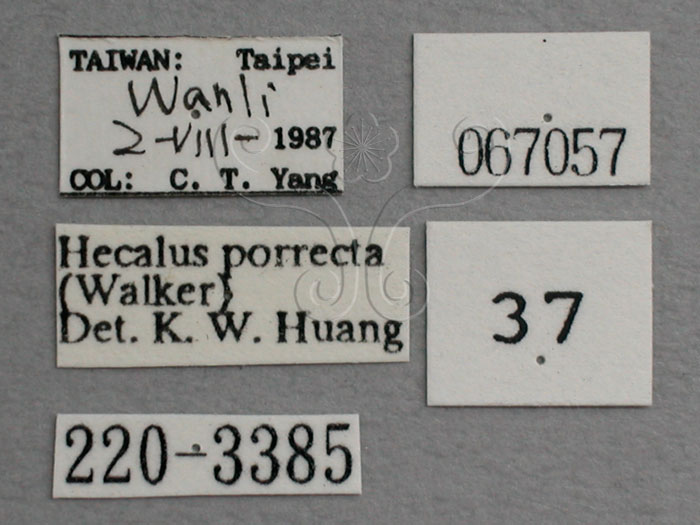 中文名:橙帶鏟頭葉蟬(220-3385)學名:Hecalus porrectus (Walker, 1858)(220-3385)