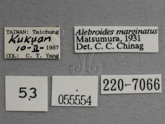 中文名:(220-7066)學名:Alebroides marginatus, Matsumura, 1931(220-7066)