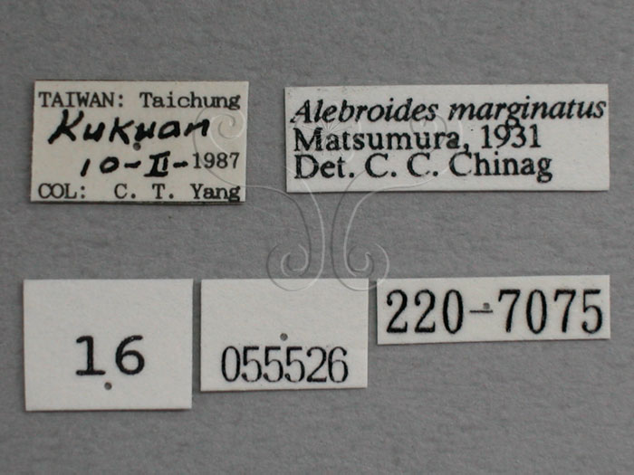 中文名:(220-7075)學名:Alebroides marginatus, Matsumura, 1931(220-7075)
