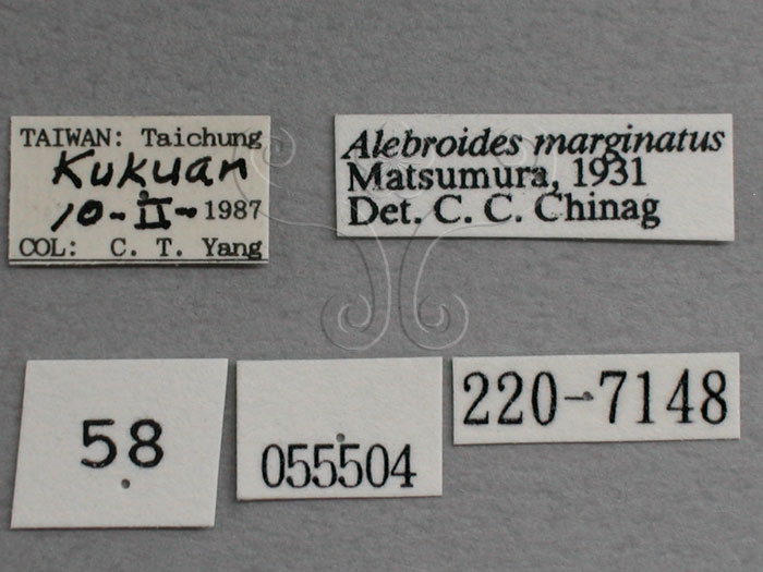 中文名:(220-7148)學名:Alebroides marginatus, Matsumura, 1931(220-7148)