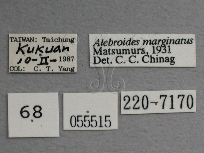 中文名:(220-7170)學名:Alebroides marginatus, Matsumura, 1931(220-7170)