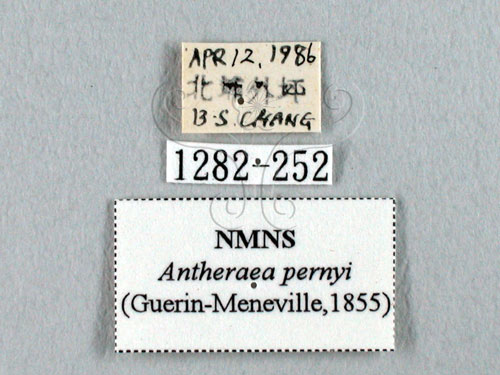 中文名:姬透目天蠶蛾(1282-252)學名:Antheraea pernyi (Guerin-Meneville, 1855)(1282-252)中文別名:柞蠶