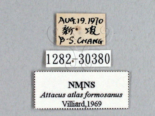 中文名:皇蛾(1282-30380)學名:Attacus atlas formosanus Villiard, 1969(1282-30380)中文別名:蛇頭蛾