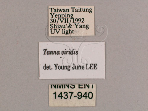 中文名:小暮蟬(1473-940)學名:Tanna viridis Kato, 1925(1473-940)中文別名:埔里新螗蟬