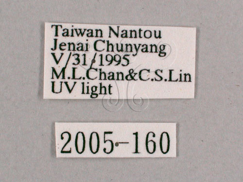 中文名:小暮蟬(2005-160)學名:Tanna viridis Kato, 1925(2005-160)中文別名:埔里新螗蟬