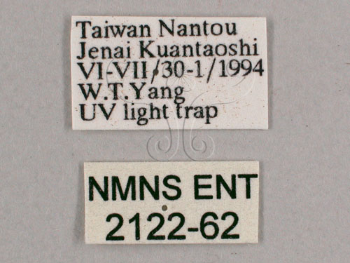 中文名:小暮蟬(2122-62)學名:Tanna viridis Kato, 1925(2122-62)中文別名:埔里新螗蟬