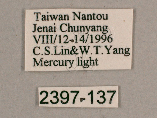中文名:小暮蟬(2397-137)學名:Tanna viridis Kato, 1925(2397-137)中文別名:埔里新螗蟬