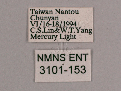 中文名:小暮蟬(3101-153)學名:Tanna viridis Kato, 1925(3101-153)中文別名:埔里新螗蟬