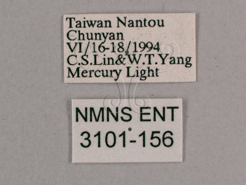 中文名:小暮蟬(3101-156)學名:Tanna viridis Kato, 1925(3101-156)中文別名:埔里新螗蟬