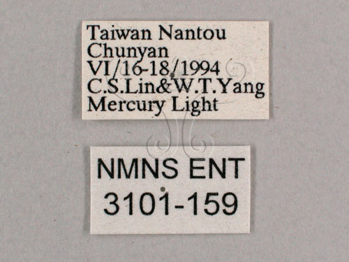 中文名:小暮蟬(3101-159)學名:Tanna viridis Kato, 1925(3101-159)中文別名:埔里新螗蟬