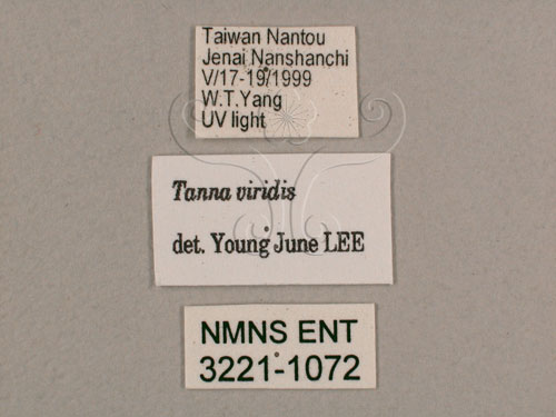 中文名:小暮蟬(3221-1072)學名:Tanna viridis Kato, 1925(3221-1072)中文別名:埔里新螗蟬