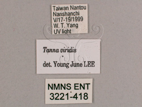 中文名:小暮蟬(3221-418)學名:Tanna viridis Kato, 1925(3221-418)中文別名:埔里新螗蟬