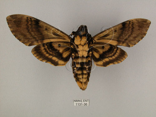中文名:人面天蛾(1131-36)學名:Acherontia lachesis (Fabricius, 1798)(1131-36)中文別名:鬼臉天蛾