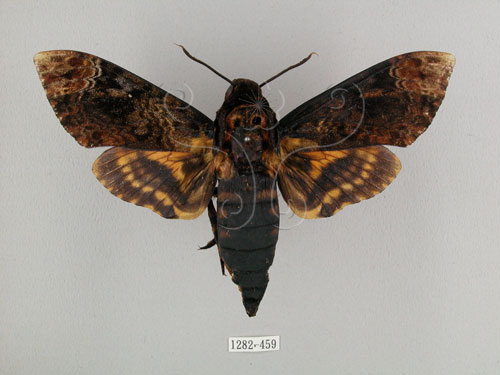 中文名:人面天蛾(1282-459)學名:Acherontia lachesis (Fabricius, 1798)(1282-459)中文別名:鬼臉天蛾