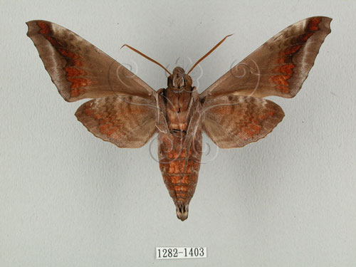 中文名:葡萄缺角天蛾(1282-1403)學名:Acosmeryx naga (Moore, 1857)(1282-1403)中文別名:全緣缺角天蛾