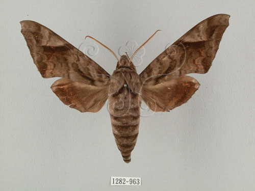 中文名:葡萄缺角天蛾(1282-963)學名:Acosmeryx naga (Moore, 1857)(1282-963)中文別名:全緣缺角天蛾