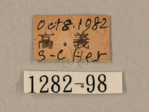 中文名:棕綠背線天蛾(1282-98)學名:Cechenena lineosa (Walker, 1856)(1282-98)中文別名:條背天蛾