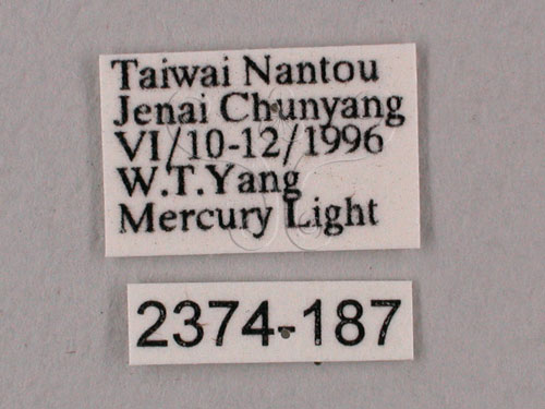 中文名:桃紅六點天蛾(2374-187)學名:Marumba gaschkewitschii gressitti Clark, 1937(2374-187)中文別名:桃六點天蛾