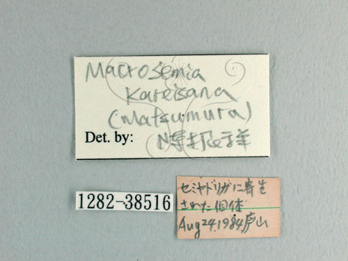 中文名:可禮大蟬(1282-38516)學名:Macrosemia kareisana (Matsumura, 1907 )(1282-38516)中文別名:大馬蟬