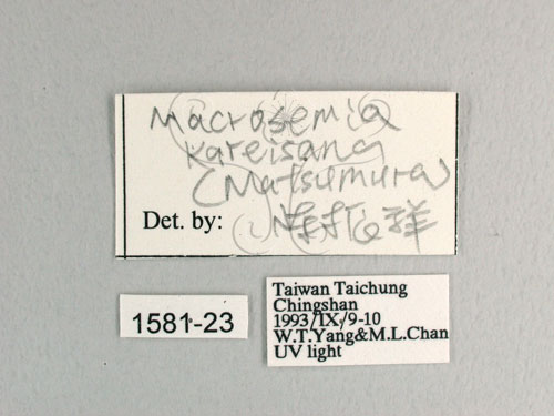 中文名:可禮大蟬(1581-23)學名:Macrosemia kareisana (Matsumura, 1907 )(1581-23)中文別名:大馬蟬