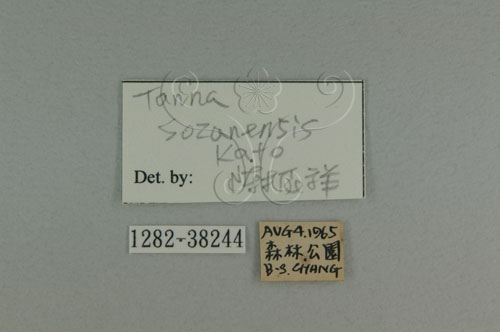 中文名:陽明山暮蟬(1282-38244)學名:Tanna sozanensis Kato, 1926(1282-38244)中文別名:草山蜩