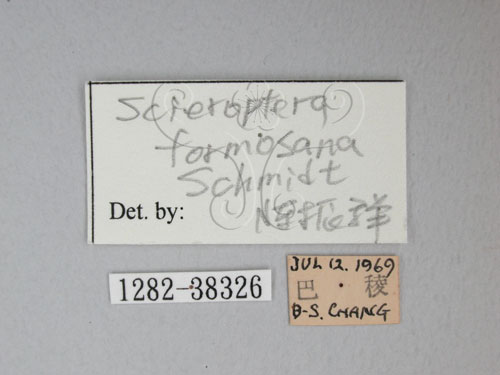 中文名:紅腳黑翅蟬(1282-38326)學名:Scieroptera formosana Schmidt, 1918(1282-38326)中文別名:台灣暗翅蟬
