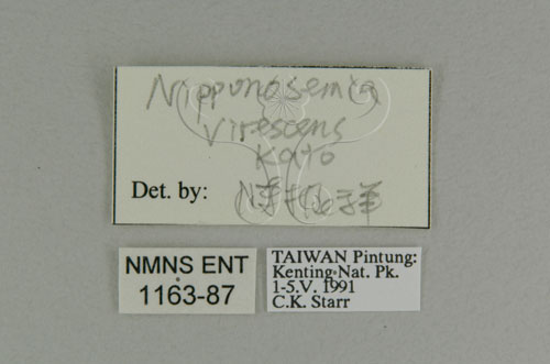 中文名:恆春羽衣蟬(1163-87)學名:Nipponosemia virescens Kato, 1926(1163-87)