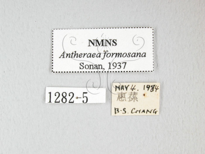 中文名:紅目天蠶蛾(1282-5)學名:Antheraea formosana Sonan, 1937(1282-5)