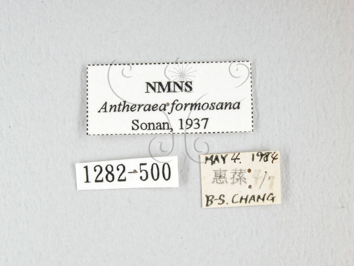 中文名:紅目天蠶蛾(1282-500)學名:Antheraea formosana Sonan, 1937(1282-500)