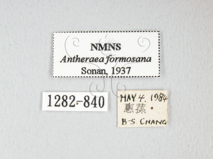 中文名:紅目天蠶蛾(1282-840)學名:Antheraea formosana Sonan, 1937(1282-840)