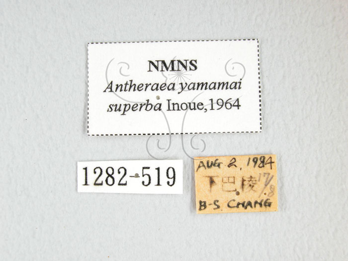 中文名:大透目天蠶蛾(1282-519)學名:Antheraea yamamai superba Inoue, 1964(1282-519)中文別名:樟蠶