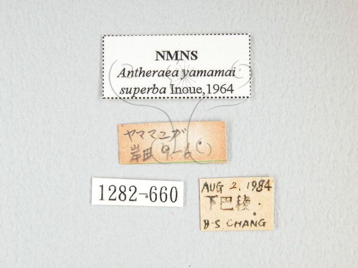 中文名:大透目天蠶蛾(1282-660)學名:Antheraea yamamai superba Inoue, 1964(1282-660)中文別名:樟蠶