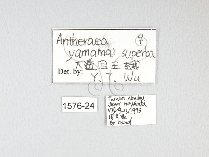 中文名:大透目天蠶蛾(1576-24)學名:Antheraea yamamai superba Inoue, 1964(1576-24)中文別名:樟蠶
