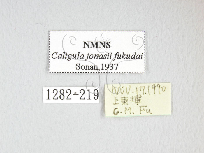 中文名:綠目天蠶蛾(1282-219)學名:Caligula jonasii (Sona, 1937)(1282-219)
