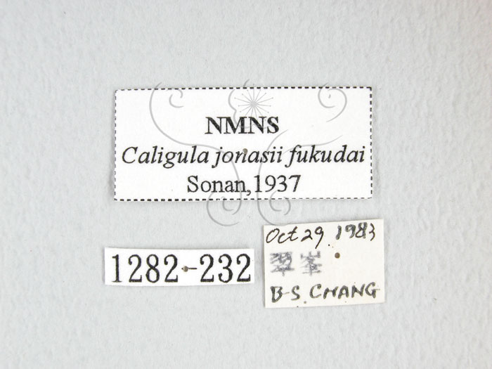 中文名:綠目天蠶蛾(1282-232)學名:Caligula jonasii (Sona, 1937)(1282-232)