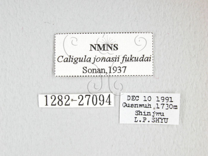 中文名:綠目天蠶蛾(1282-27094)學名:Caligula jonasii (Sona, 1937)(1282-27094)