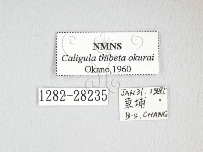 中文名:大綠目天蠶蛾(1282-28235)學名:Caligula thibeta okurai Okano, 1960(1282-28235)