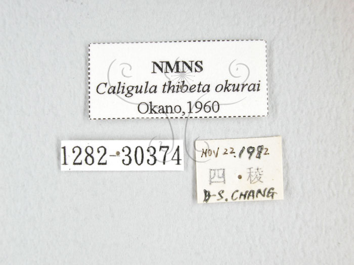 中文名:大綠目天蠶蛾(1282-30374)學名:Caligula thibeta okurai Okano, 1960(1282-30374)