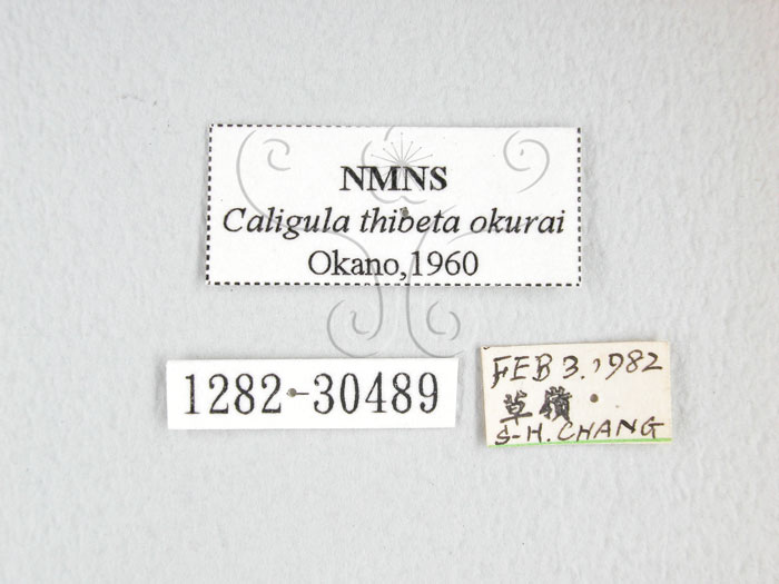 中文名:大綠目天蠶蛾(1282-30489)學名:Caligula thibeta okurai Okano, 1960(1282-30489)