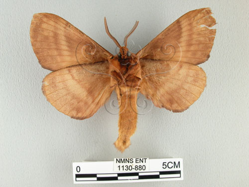 中文名:多紋枯葉蛾(1130-880)學名:Kunugia undans metanastroides (Strand, 1915)(1130-880)中文別名:波文雜毛蟲